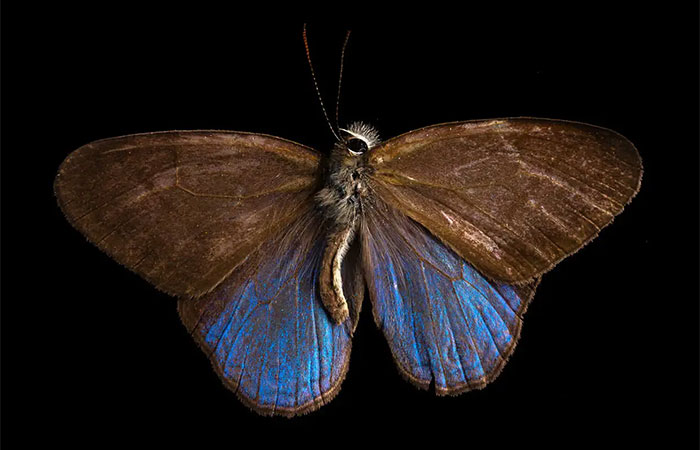 À medida que as florestas são derrubadas, as borboletas estão perdendo suas cores