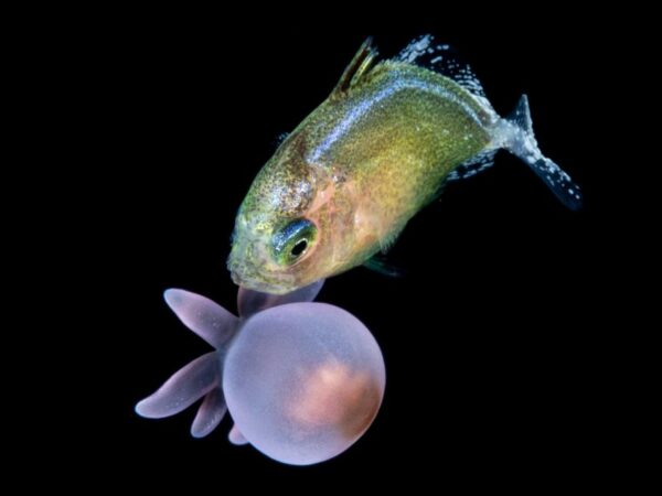 Cientistas descobrem novas relações de simbiose entre peixes e anémonas