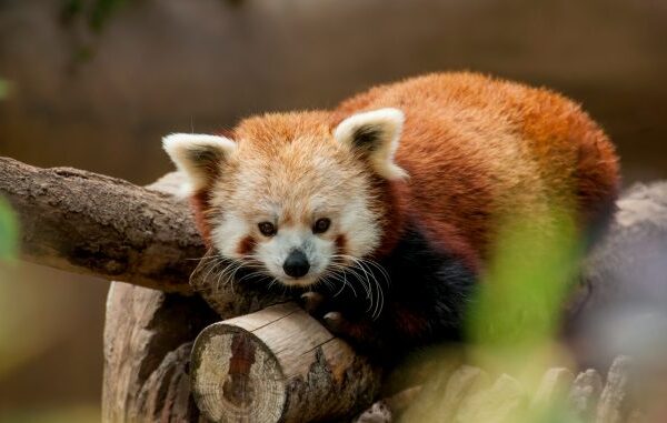 Lista atualizada de espécies ameaçadas é divulgada