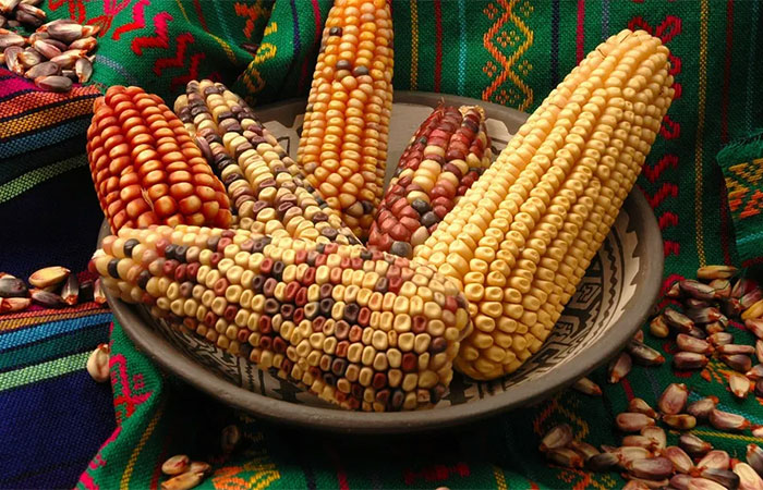 Um banco para guardar milho: por que um dos cereais mais populares do mundo está protegido?