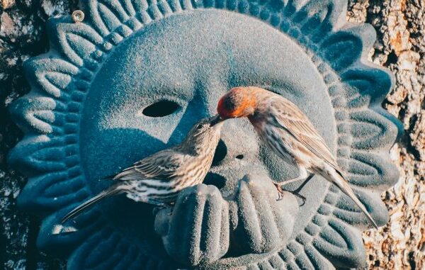 E se os animais se curarem por instinto?