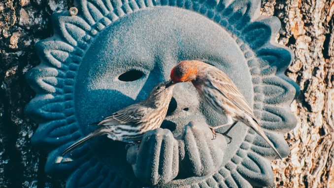 E se os animais se curarem por instinto?