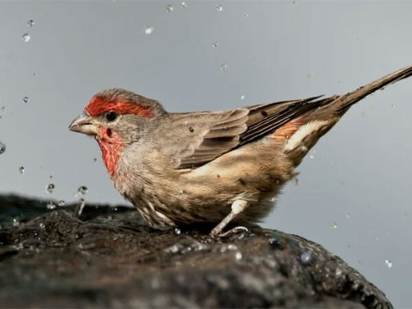 Farmácia natural: o surpreendente instinto de cura dos animais
