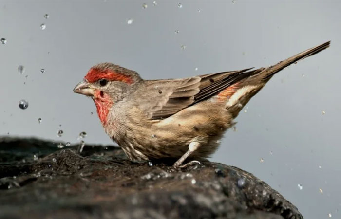 Farmácia natural: o surpreendente instinto de cura dos animais