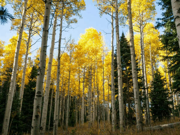 Lobos trazem os álamos de volta a Yellowstone