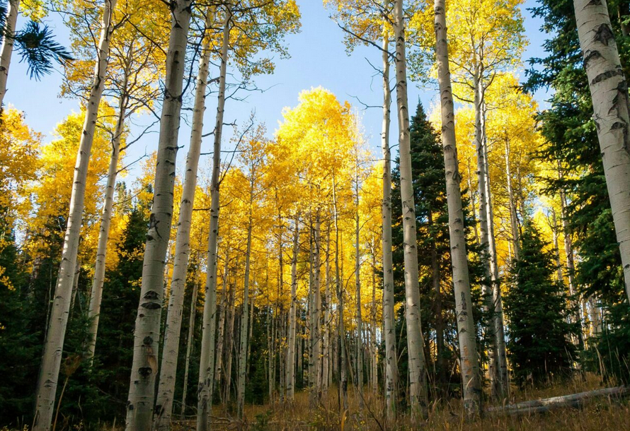 Lobos trazem os álamos de volta a Yellowstone