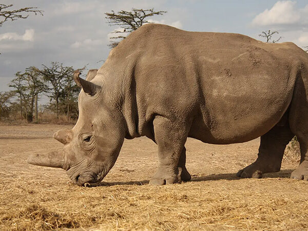 Rinoceronte-branco-do-norte está oficialmente extinto; ciência ainda busca reverter destino