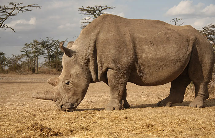 Rinoceronte-branco-do-norte está oficialmente extinto; ciência ainda busca reverter destino
