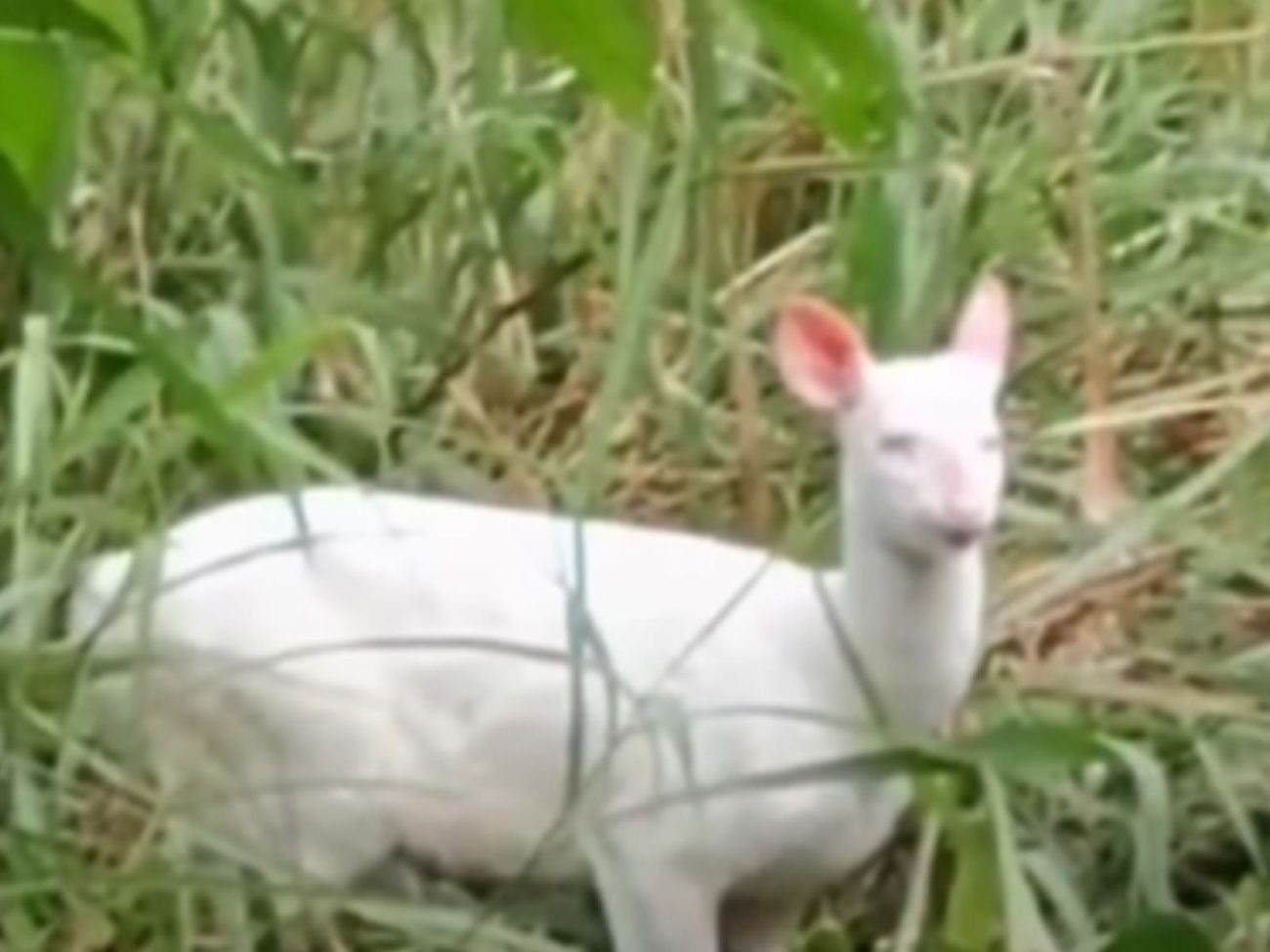 Veado albino raro que corre risco de extinção é flagrado em parque de SC