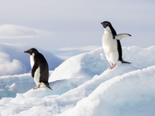 Pinguins: encantadores, difundidos e ambientalmente importantes
