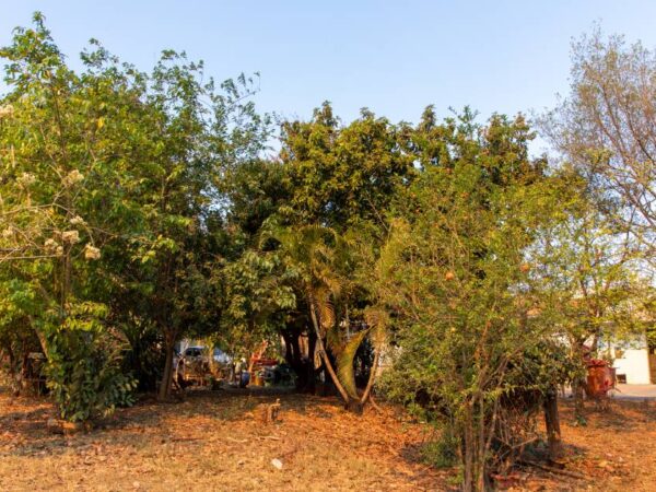 Cultivo de plantas em cidades pode ajudar no clima e na segurança alimentar