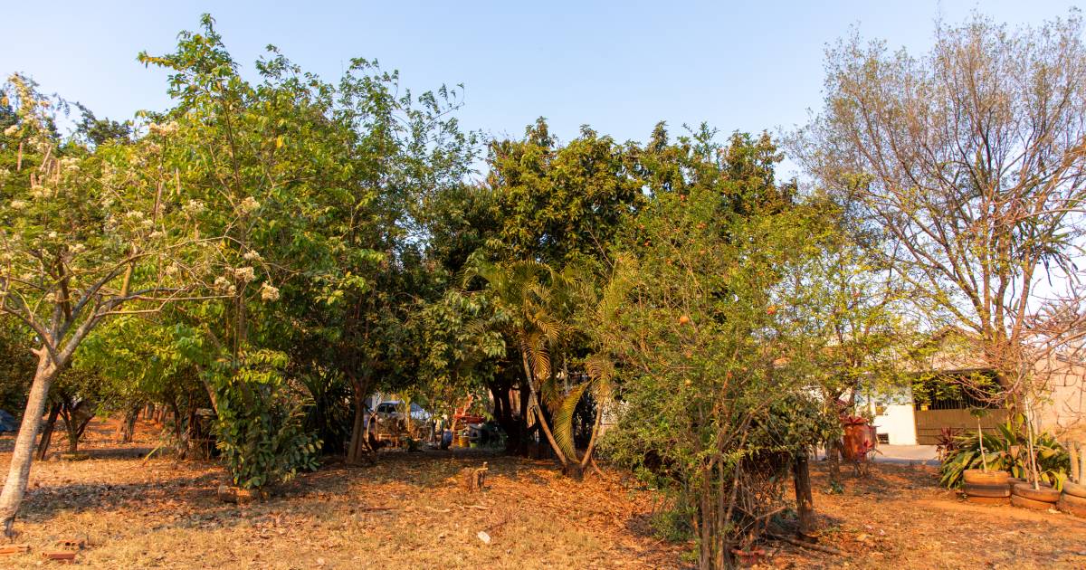 Cultivo de plantas em cidades pode ajudar no clima e na segurança alimentar