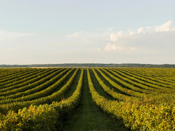 Sistema usa energia solar para transformar urina em fertilizante