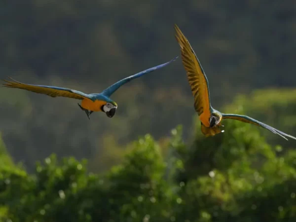 Após 200 anos, araras-canindés voltam aos céus do Rio de Janeiro