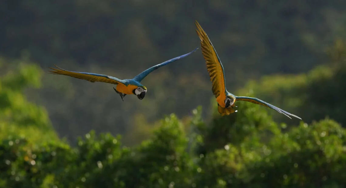 Após 200 anos, araras-canindés voltam aos céus do Rio de Janeiro