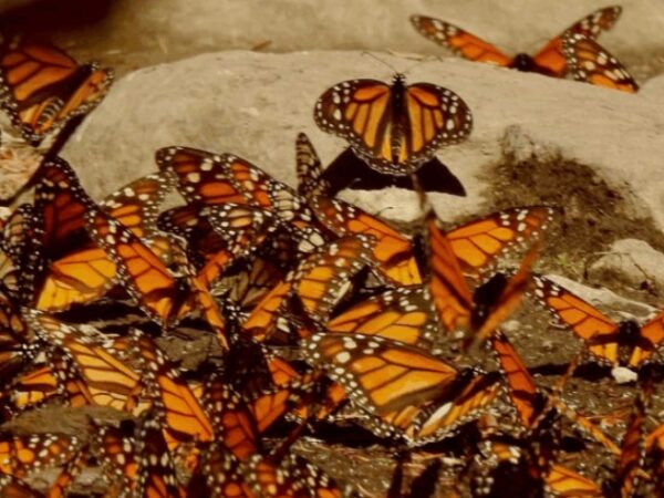 Borboletas-monarca e morcegos-de-nariz-comprido: duas espécies polinizadoras ameaçadas de extinção são procuradas na maior ilha do México.