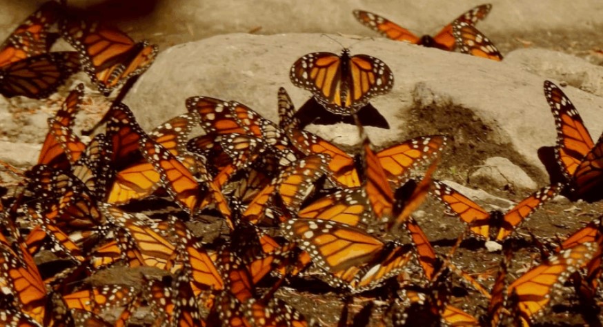 Borboletas-monarca e morcegos-de-nariz-comprido: duas espécies polinizadoras ameaçadas de extinção são procuradas na maior ilha do México.