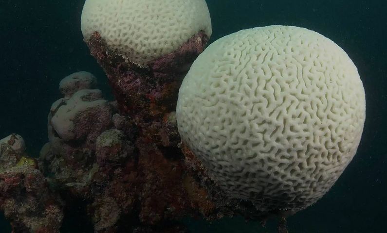 Corais detetives revelam um século de mudanças ambientais em Abrolhos