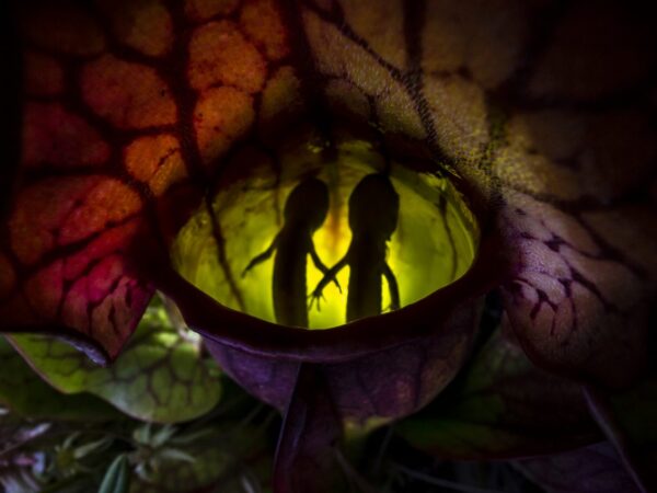 As obscuras preferencias das plantas carnívoras