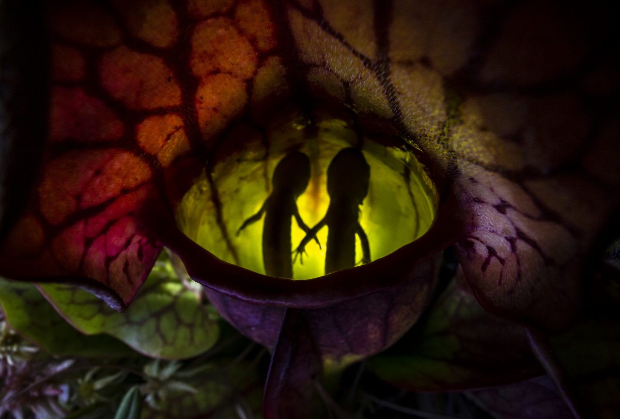 As obscuras preferencias das plantas carnívoras