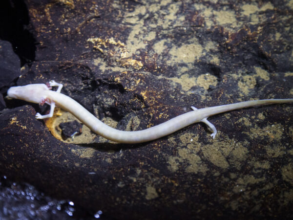 Salvando o “Peixe Humano” da Eslovênia