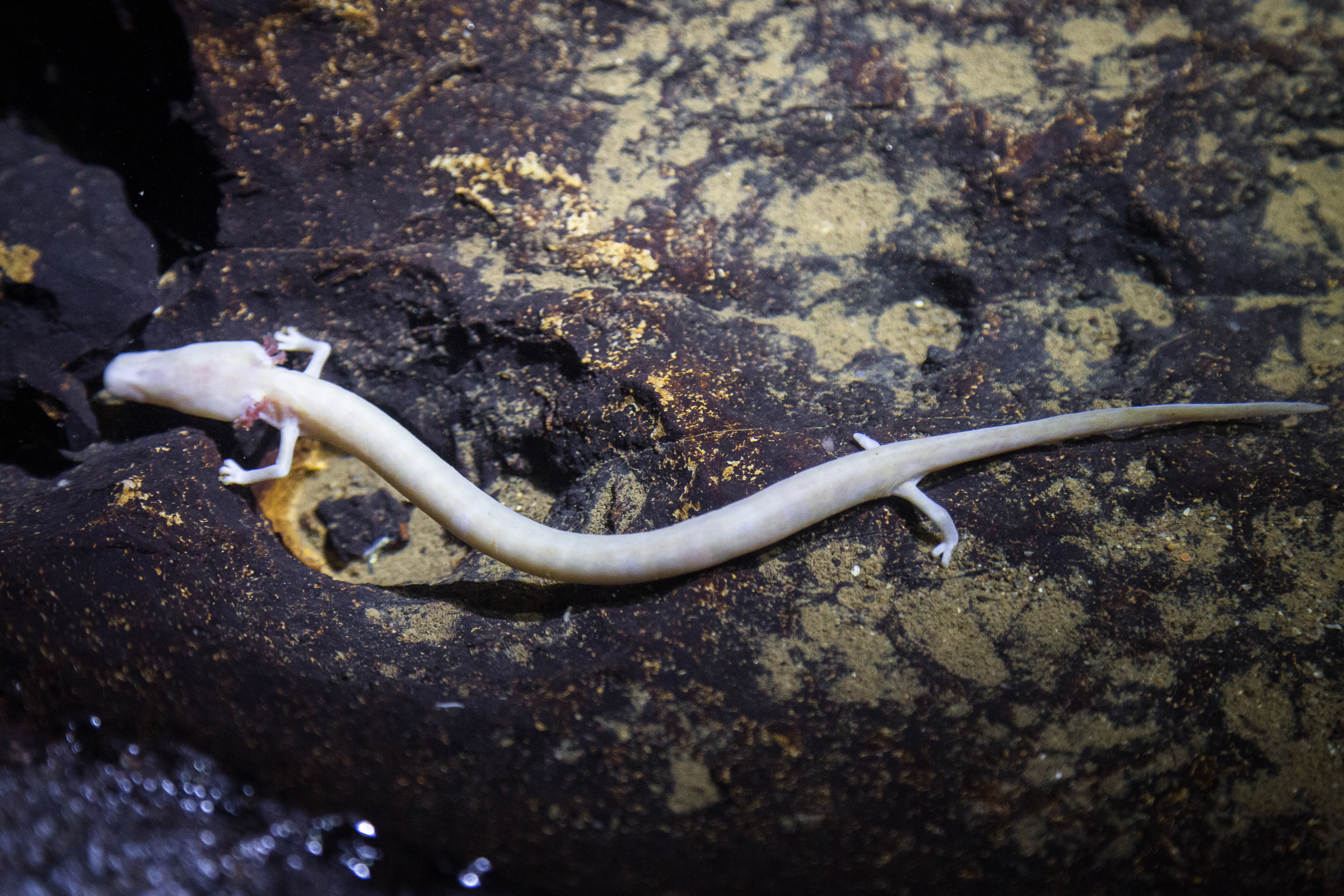 Salvando o “Peixe Humano” da Eslovênia