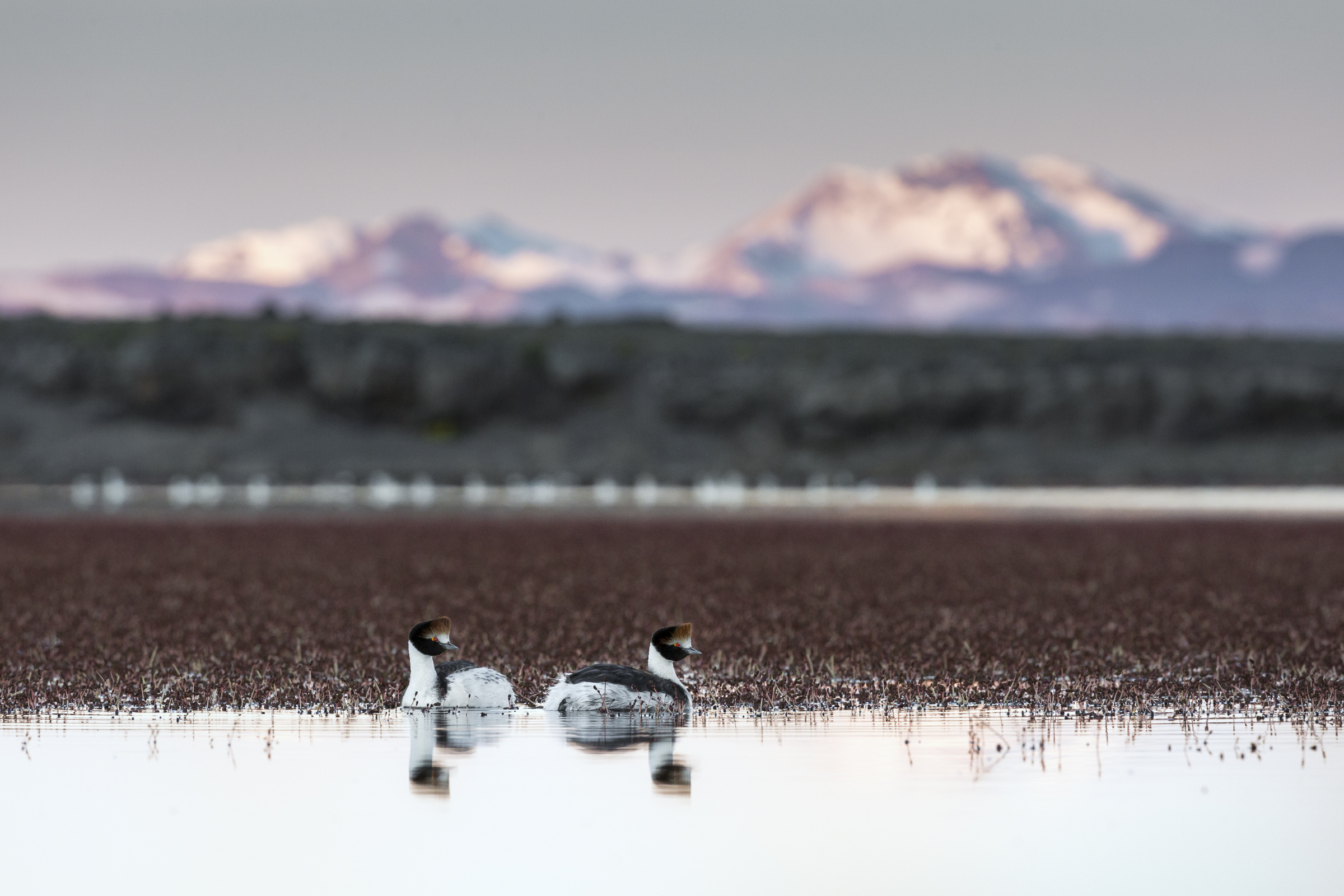 Ave criticamente ameaçada de extinção se estabilizou graças aos conservacionistas