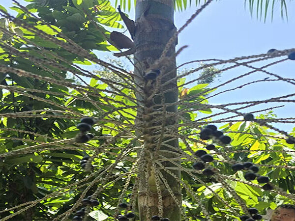 Força do empreendedorismo move desenvolvimento sustentável da Amazônia