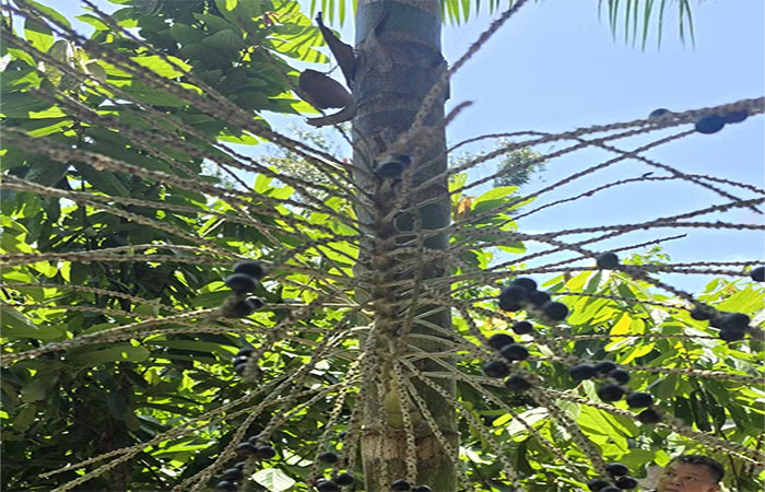 Força do empreendedorismo move desenvolvimento sustentável da Amazônia