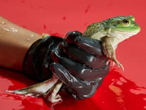 Mortal para anfíbios, linhagem de fungo surgiu no Brasil e se espalhou pelo mundo