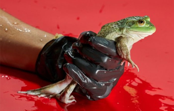 Mortal para anfíbios, linhagem de fungo surgiu no Brasil e se espalhou pelo mundo