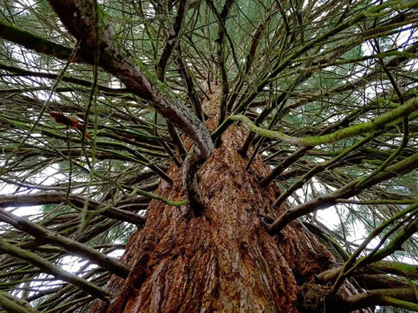 Bactérias que produzem metano dentro de árvores mudam o que sabíamos sobre o papel dos bosques no clima global