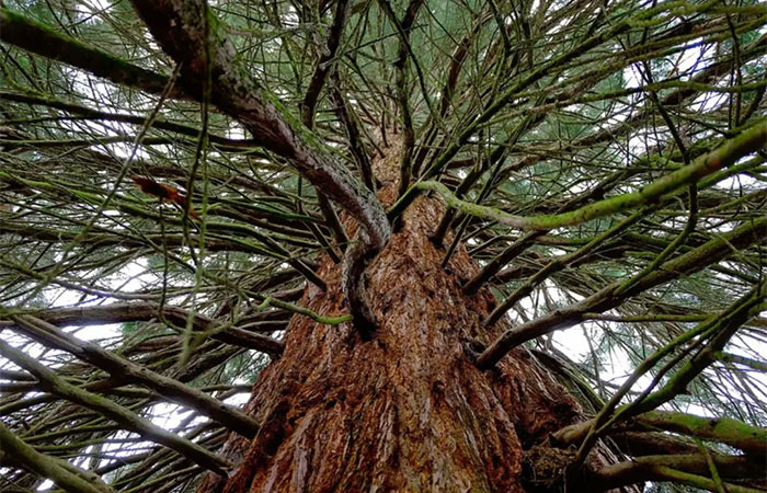 Bactérias que produzem metano dentro de árvores mudam o que sabíamos sobre o papel dos bosques no clima global
