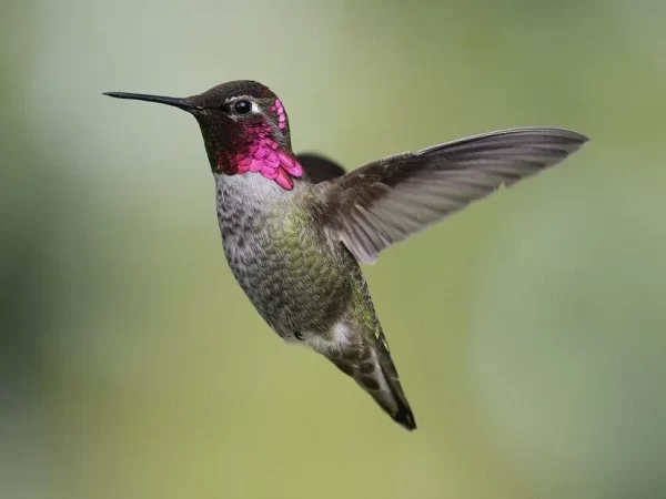 Esse beija-flor consegue mudar de cor