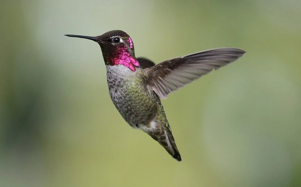Esse beija-flor consegue mudar de cor