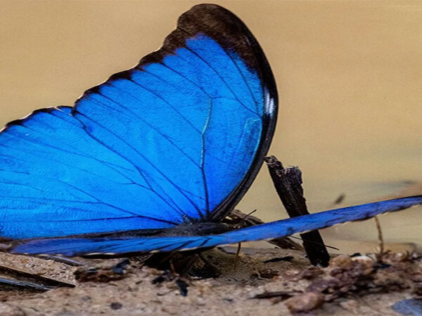 Como o desmatamento da Amazônia afeta as borboletas: elas estão perdendo suas cores e podem desaparecer