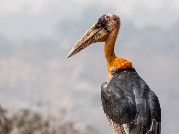 Como uma cegonha passou de “odiada “para “adorada”
