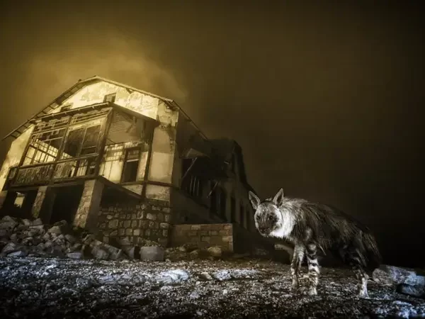 Por dentro da cidade-fantasma que abriga a hiena mais rara do mundo