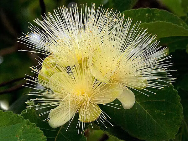 Plantas medicinais do Cerrado podem desaparecer até 2060 por causa de mudanças climáticas, aponta pesquisa