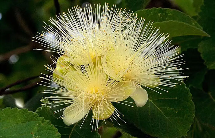 Plantas medicinais do Cerrado podem desaparecer até 2060 por causa de mudanças climáticas, aponta pesquisa