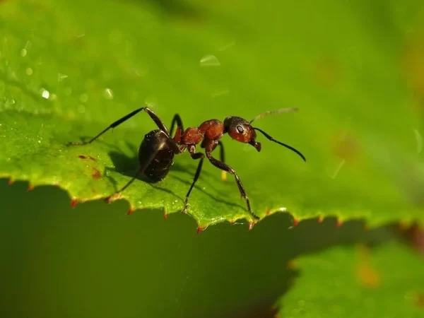 Planta “imita” formigas para ser polinizada