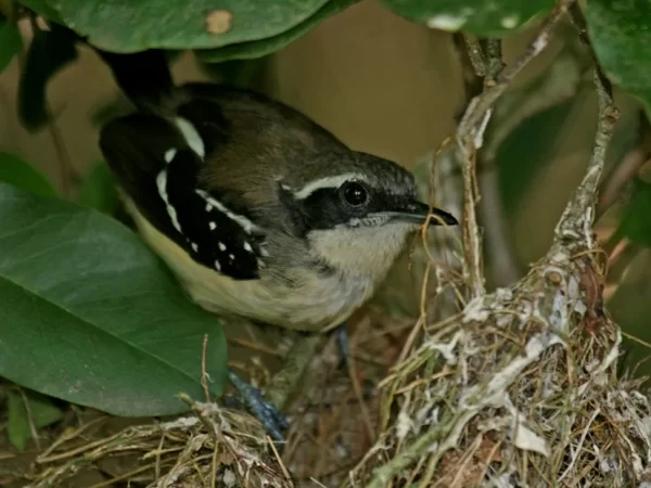Ave ameaçada de extinção é vista no Rio de Janeiro