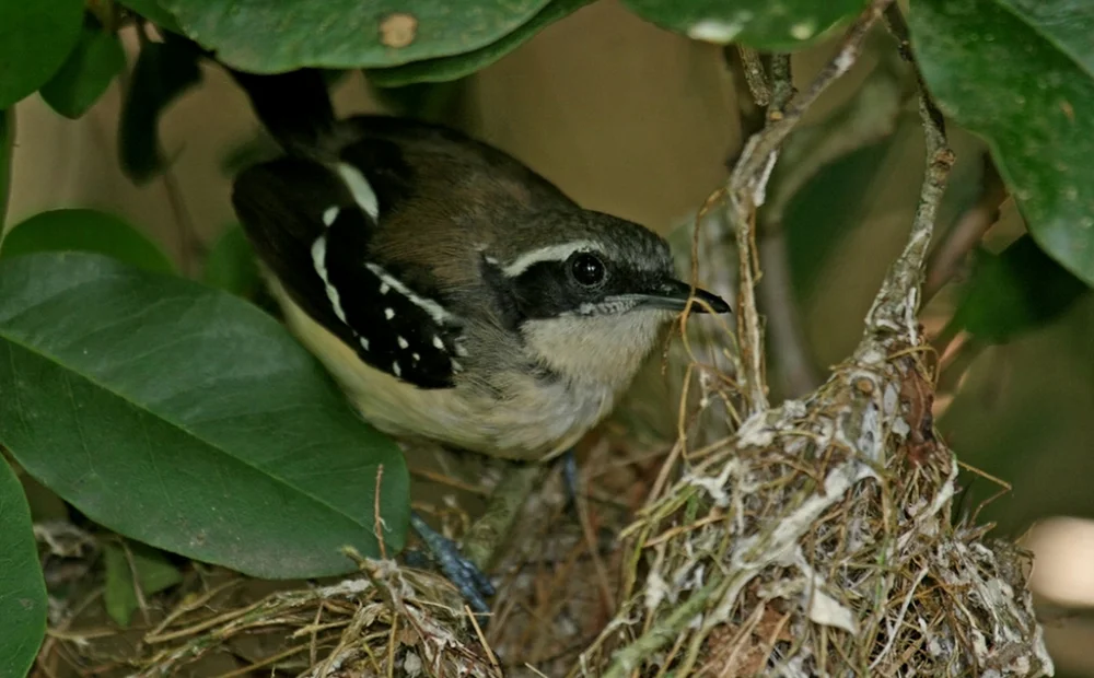 Ave ameaçada de extinção é vista no Rio de Janeiro