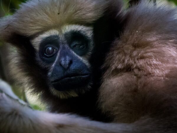 Um sopro de esperança para o gibão de skywalker?