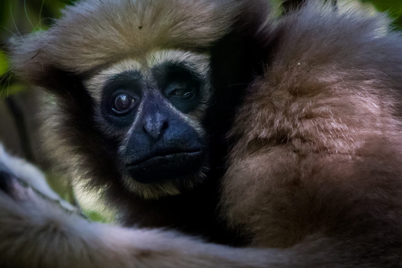 Um sopro de esperança para o gibão de skywalker?
