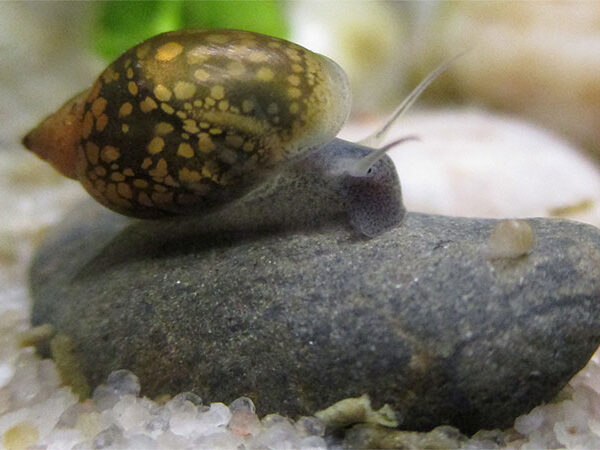 Agrotóxicos afetam sobrevivência de moluscos de água doce