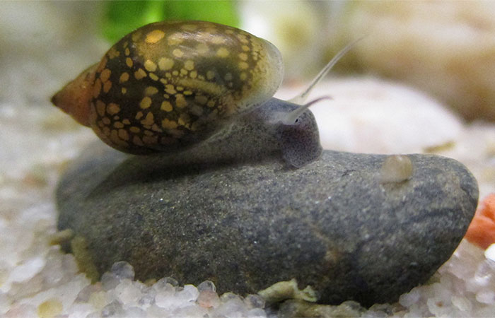 Agrotóxicos afetam sobrevivência de moluscos de água doce