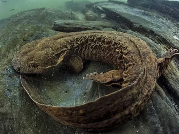 Em perigo de extinção mas determinada a sobreviver