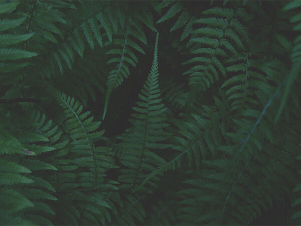 Cientistas descobrem que uma samambaia comum produz terras raras