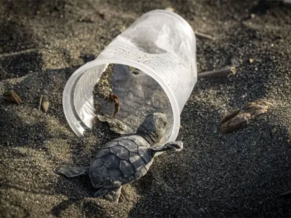 Pesquisa analisa risco de morte por ingestão de plástico para animais marinhos